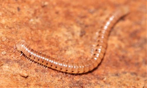 Proteroiulus fuscus